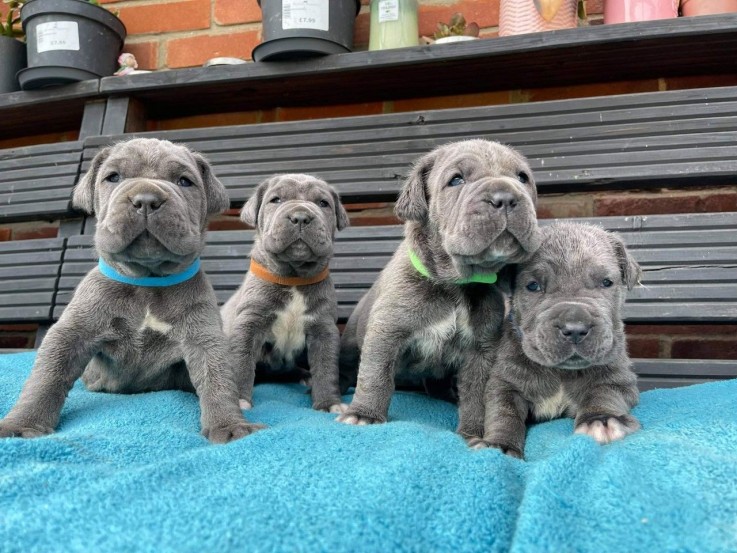 Neapolitan Mastiff Puppy for sale 