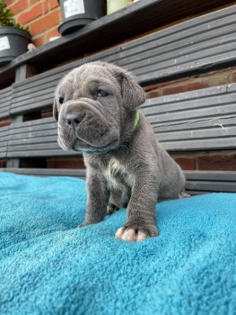 Neapolitan Mastiff Puppy for sale 