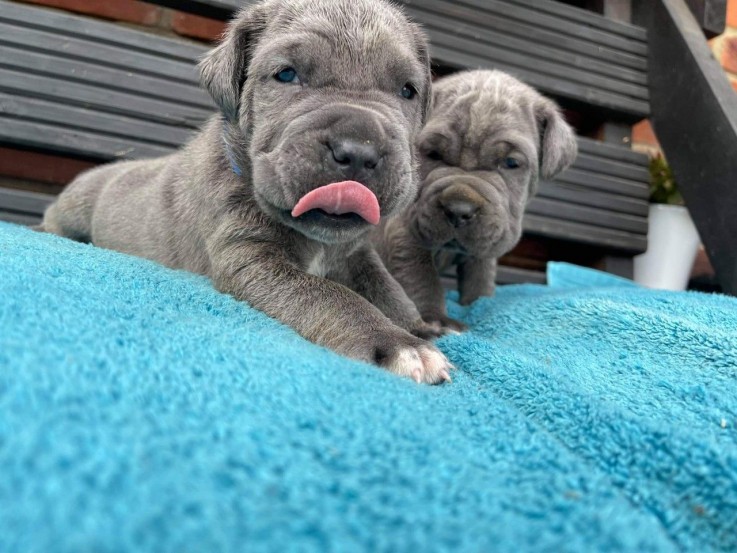 Neapolitan Mastiff Puppy for sale 