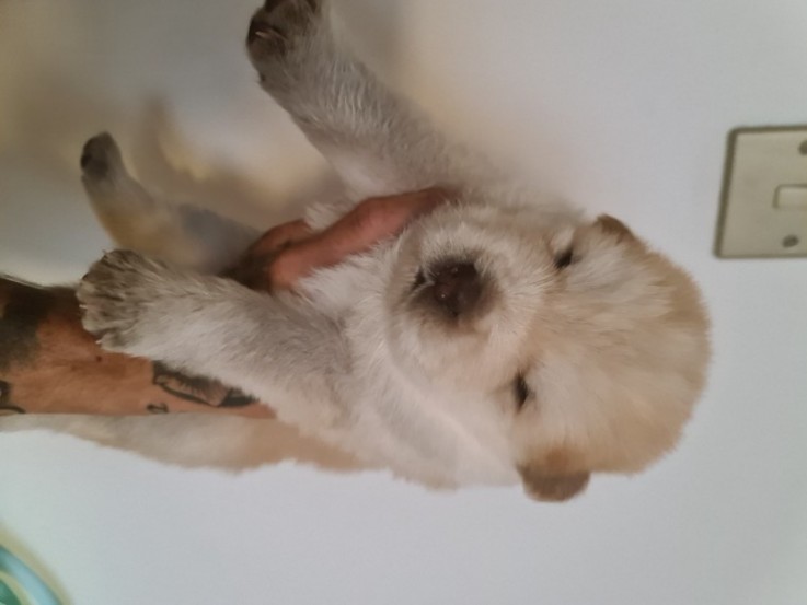 Very Playful Chow Chow Pups For Sale