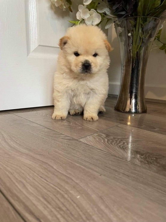 Very Playful Chow Chow Pups For Sale