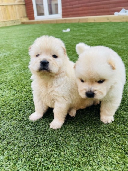 Very Playful Chow Chow Pups For Sale