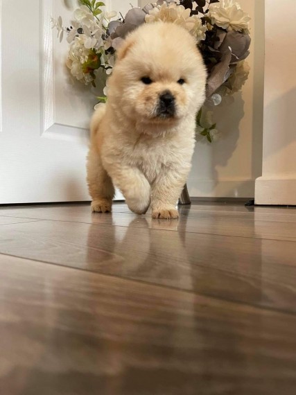 Very Playful Chow Chow Pups For Sale