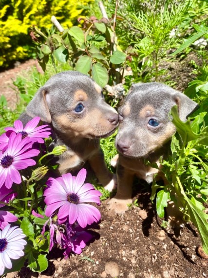 Lovely Jack Russell Terrier Puppy for Sa