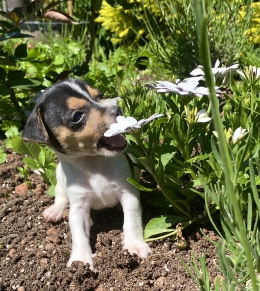 Lovely Jack Russell Terrier Puppy for Sa