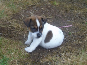 Lovely Jack Russell Terrier Puppy for Sa