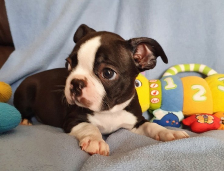  Very healthy and cute Boston Terrier pu