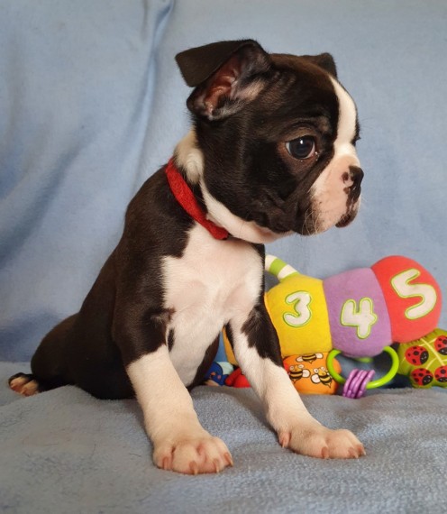 Very healthy and cute Boston Terrier pup