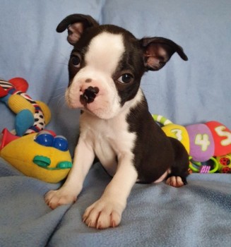 Very healthy and cute Boston Terrier pup