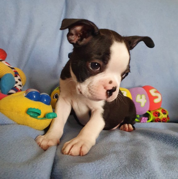 Very healthy and cute Boston Terrier pup