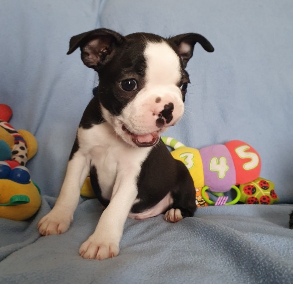 Very healthy and cute Boston Terrier pup