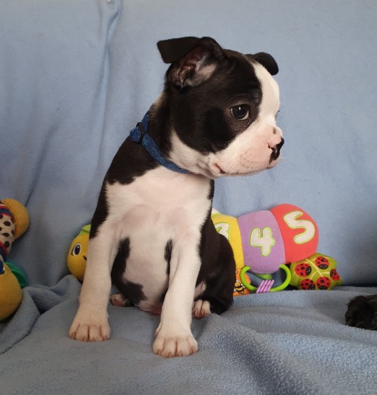 Very healthy and cute Boston Terrier pup