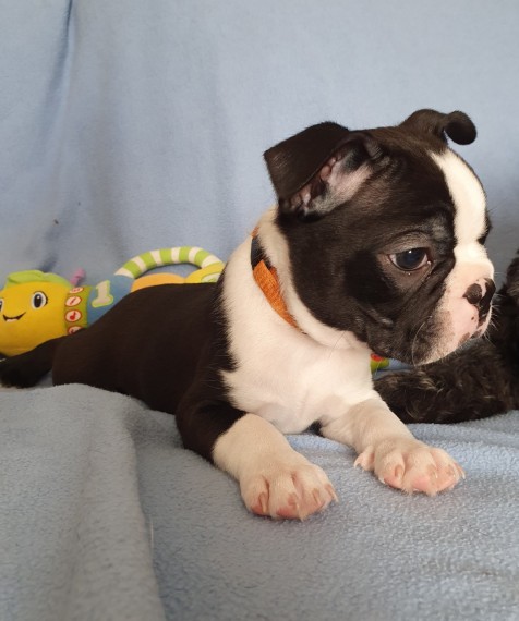 Very healthy and cute Boston Terrier pup