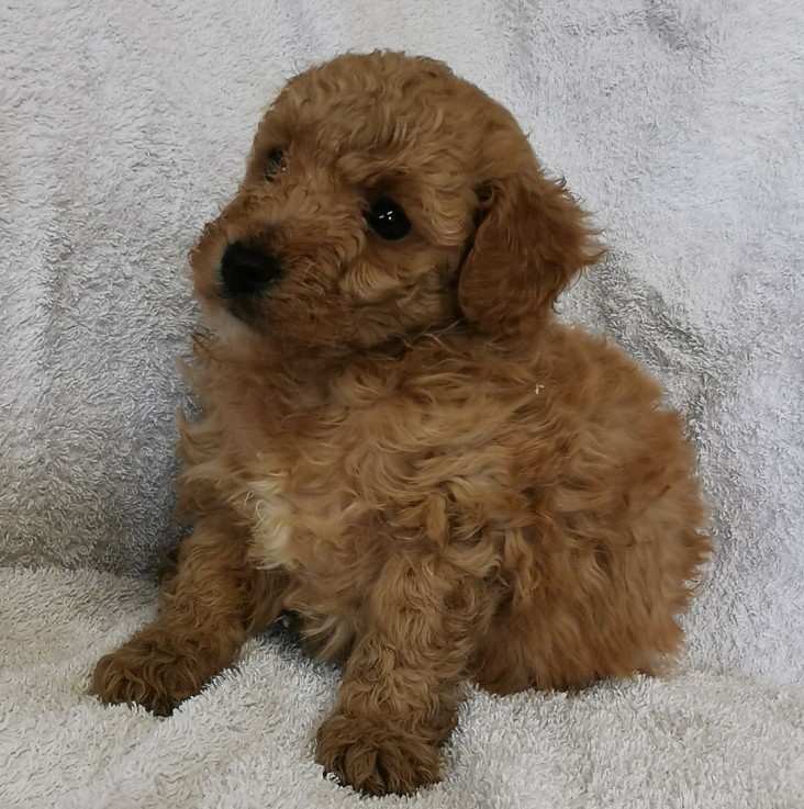 TOY POODLE PUPPY FOR SALE 