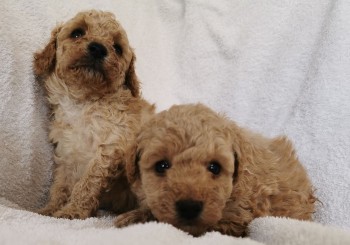 TOY POODLE PUPPY FOR SALE 