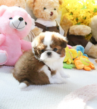 Shih Tzu puppies available