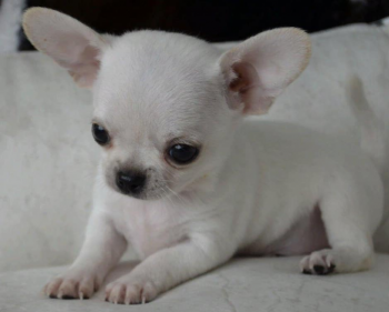 Chihuahua puppies available 