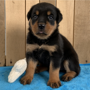 Rottweiler puppies available 