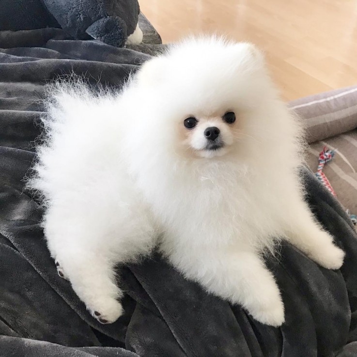 Pomeranian puppies for sale