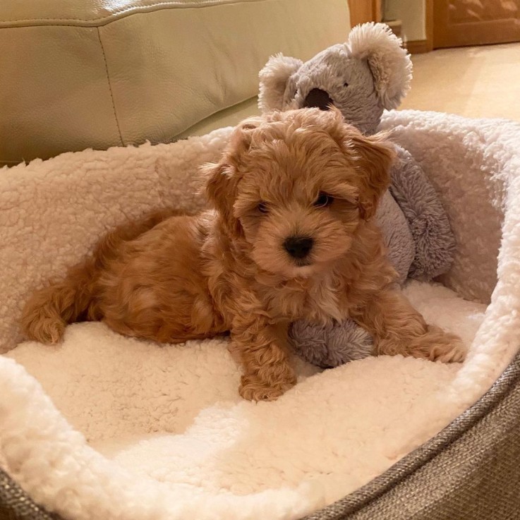 Beautiful  Maltipoo puppies