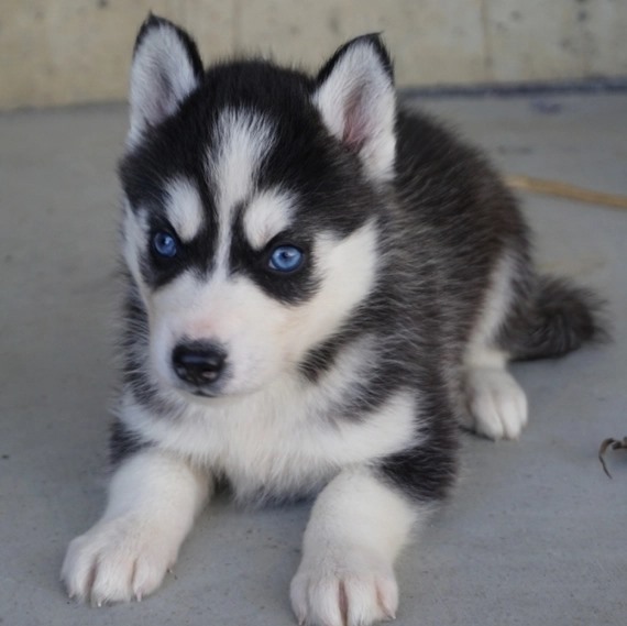 Siberian Husky Puppies