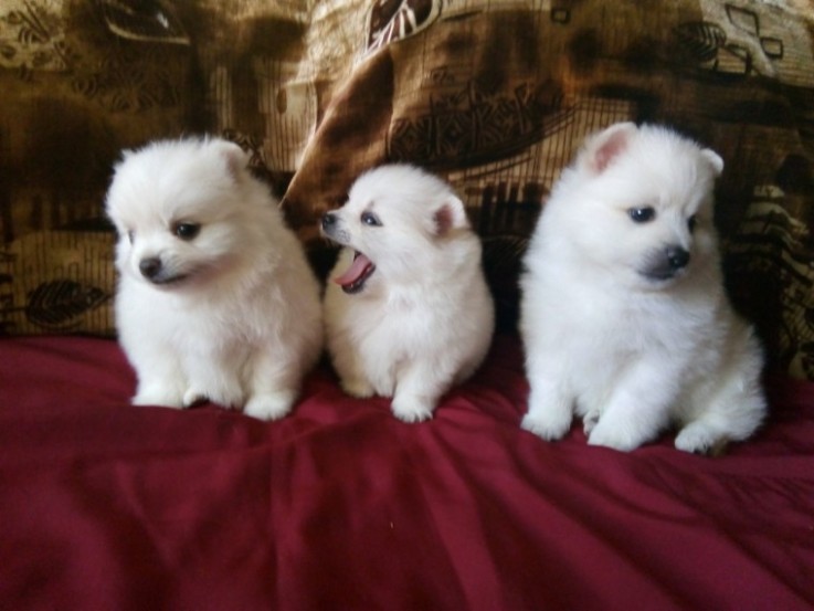 Pomeranian  puppies 