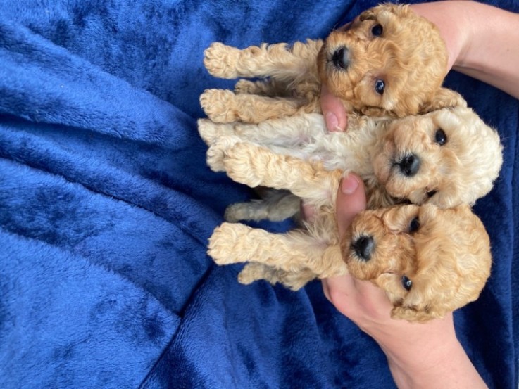 Toy Poodle puppies 