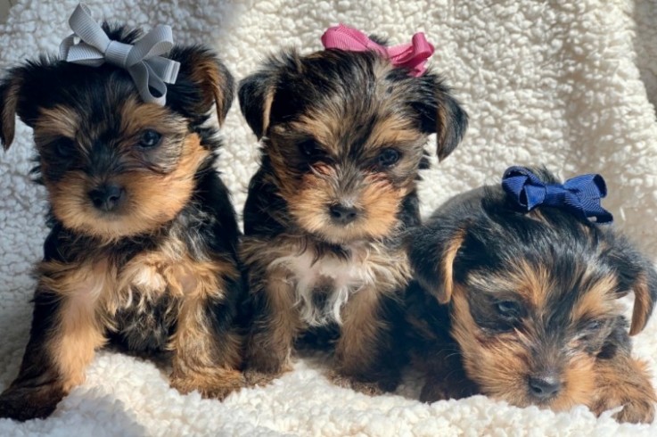 Yorkshire Terrier puppies 