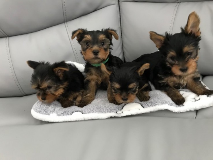 Yorkshire Terrier puppies 