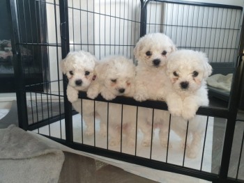  Adorable Bichon Frise puppies 