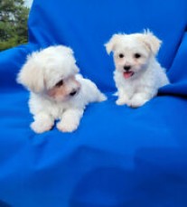  Gorgeous Maltese puppies 