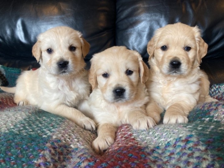 Adorable Golden Retriever