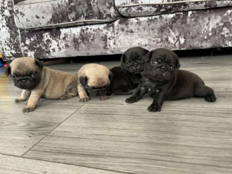  Gorgeous Pug  puppies 