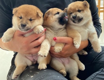  Shiba Inu puppies 