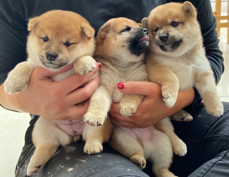  Shiba Inu puppies 