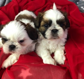 Cute  Shih Tzu Puppies 