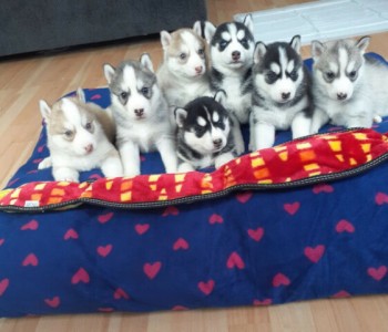 Siberian Husky puppies 