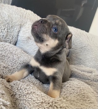 FRENCH BULLDOG PUPPY FOR SALE 