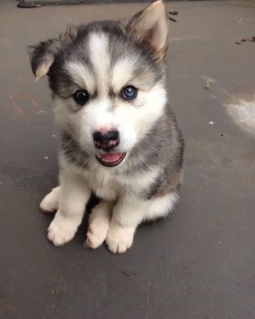 Pure Bred Full Pedigree Siberian Husky P