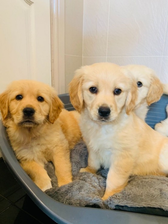 Registered Golden Retriever Puppy for sa