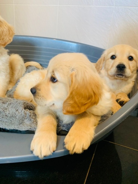 Registered Golden Retriever Puppy for sa