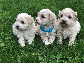 Beautiful Maltipoo Puppies