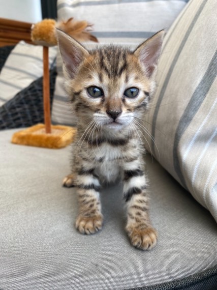 Bengal Kittens