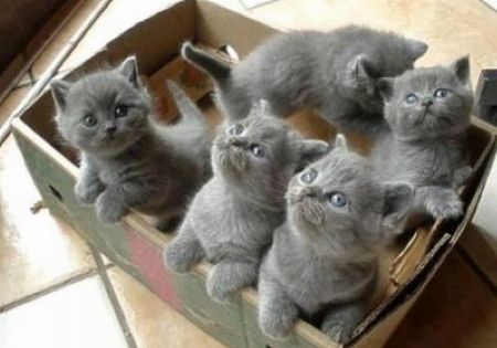 Adorable British Shorthair Kittens