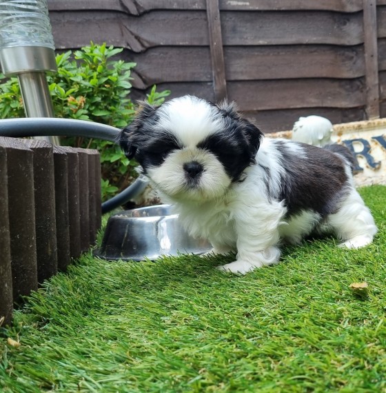 Registered Shih Tzu Puppies