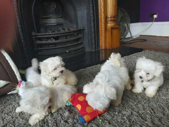 Beautiful Maltese puppies for good home.