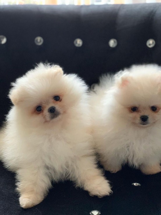 i have two pomeranain puppies for sale.