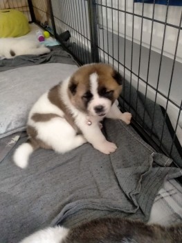 Akita Puppies