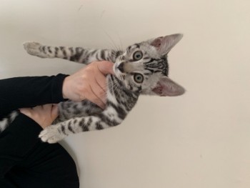 Beautiful Pedigree Bengal Kitten