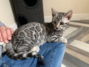 Beautiful Pedigree Bengal Kitten